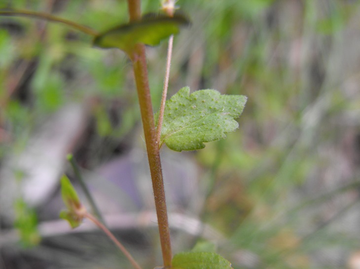 Veronica cfr. persica
