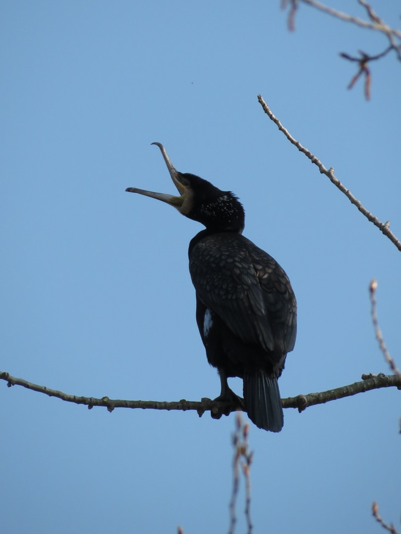 Cormorani
