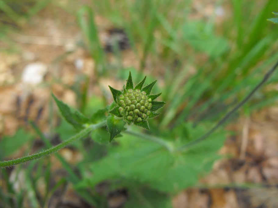 Knautia dipsacifolia / Ambretta occidentale