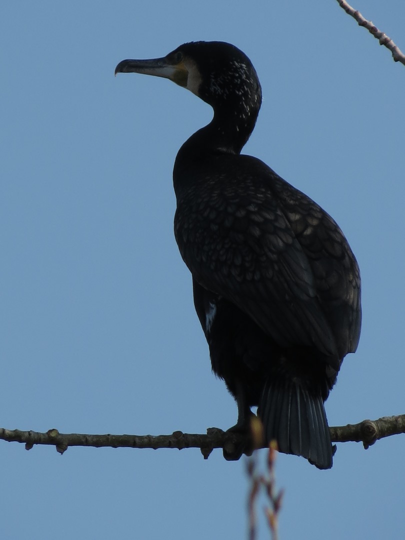 Cormorani