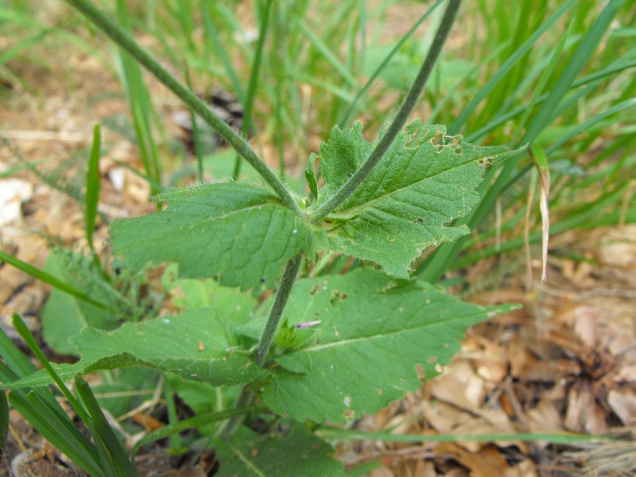 Knautia dipsacifolia / Ambretta occidentale