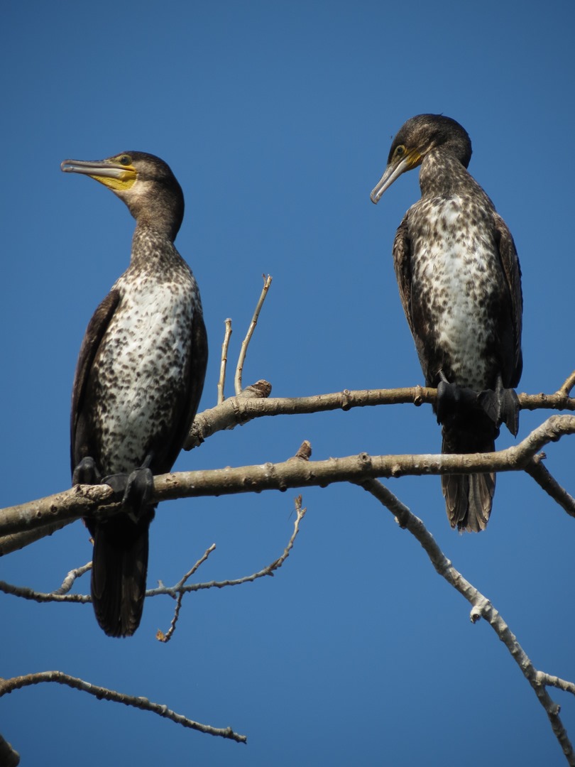 Cormorani