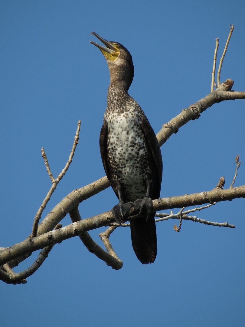 Cormorani