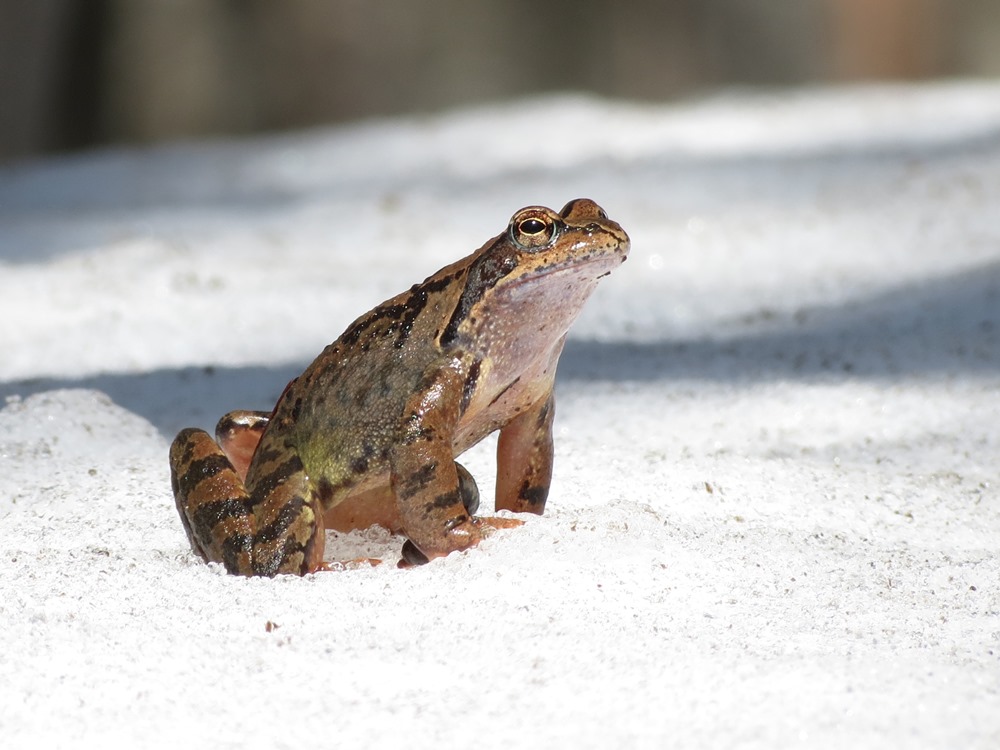Rana Dalmatina (RM)