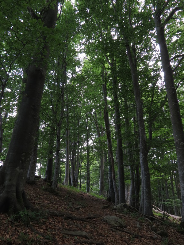 Anello della Faggeta del Monte Zatta (Appennino Ligure)