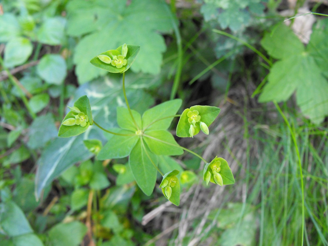 Euphorbia dulcis