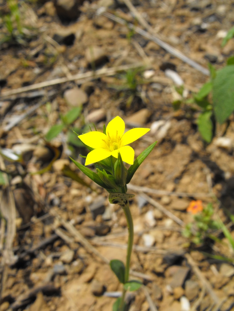 Centaurium maritimum / Centauro marittimo