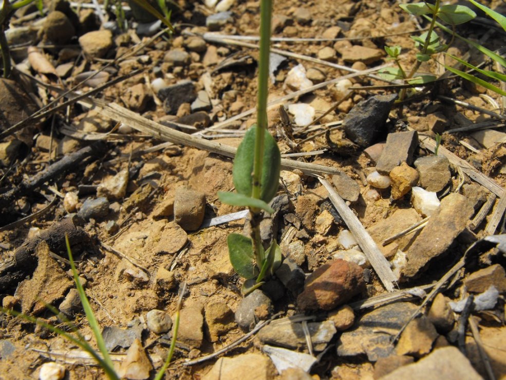 Centaurium maritimum / Centauro marittimo