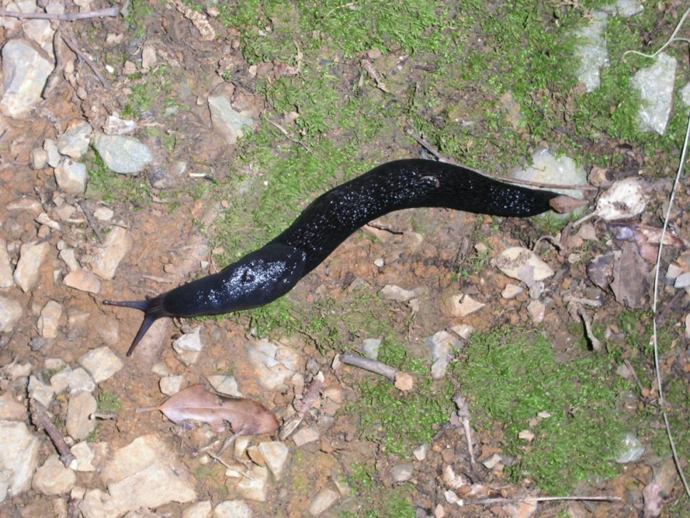 Limax da Montemarcello (La Spezia)