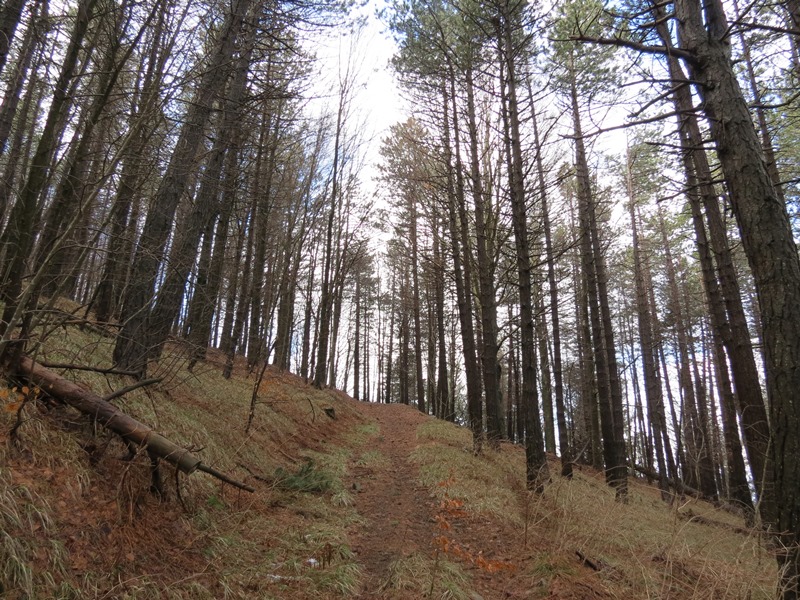 Anello della Faggeta del Monte Zatta (Appennino Ligure)