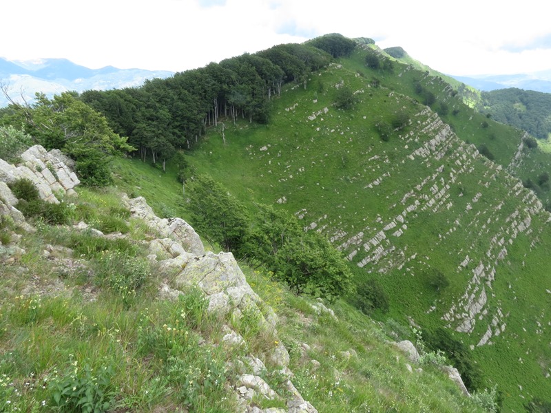 Anello della Faggeta del Monte Zatta (Appennino Ligure)