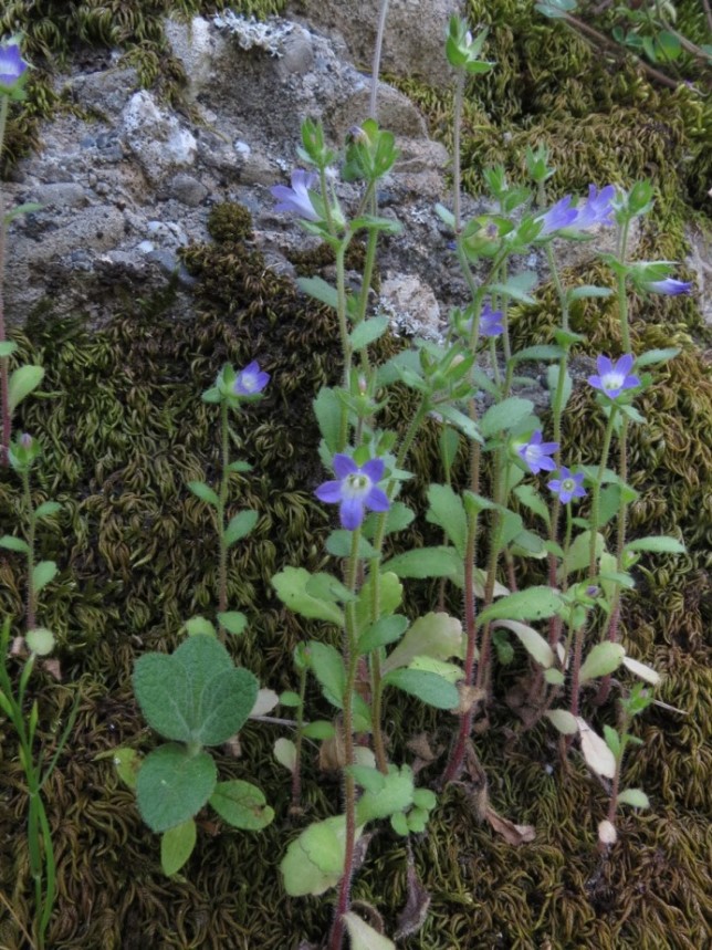 Campanula erinus / Campanula minore