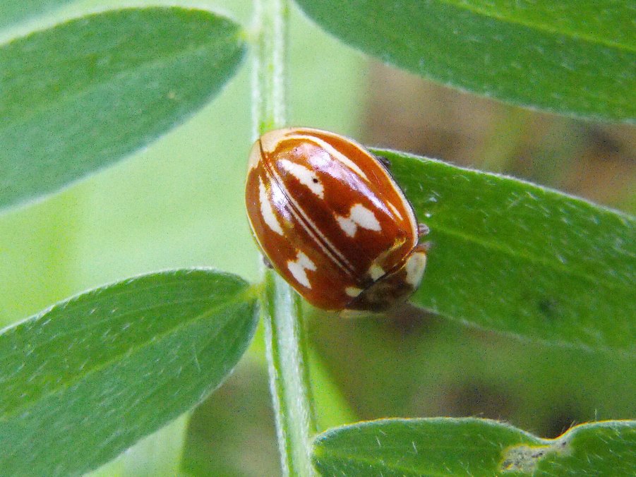 Da determinare: Myzia oblongoguttata (Coccinellidae)