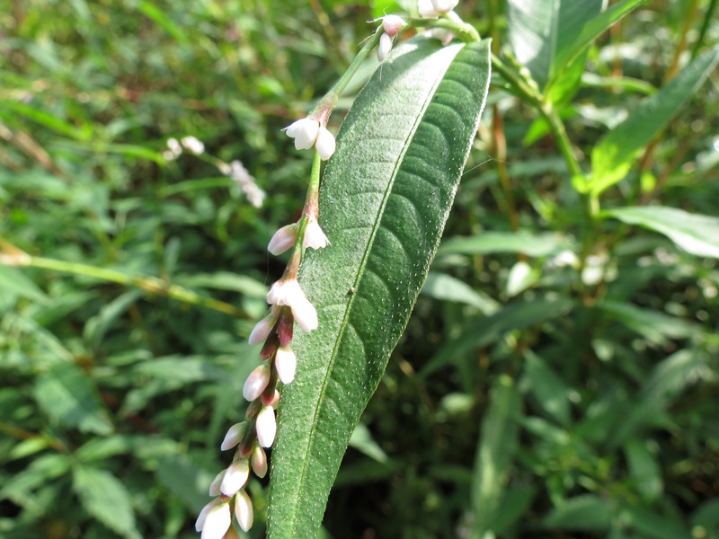 Persicaria sp. (Polygonaceae)