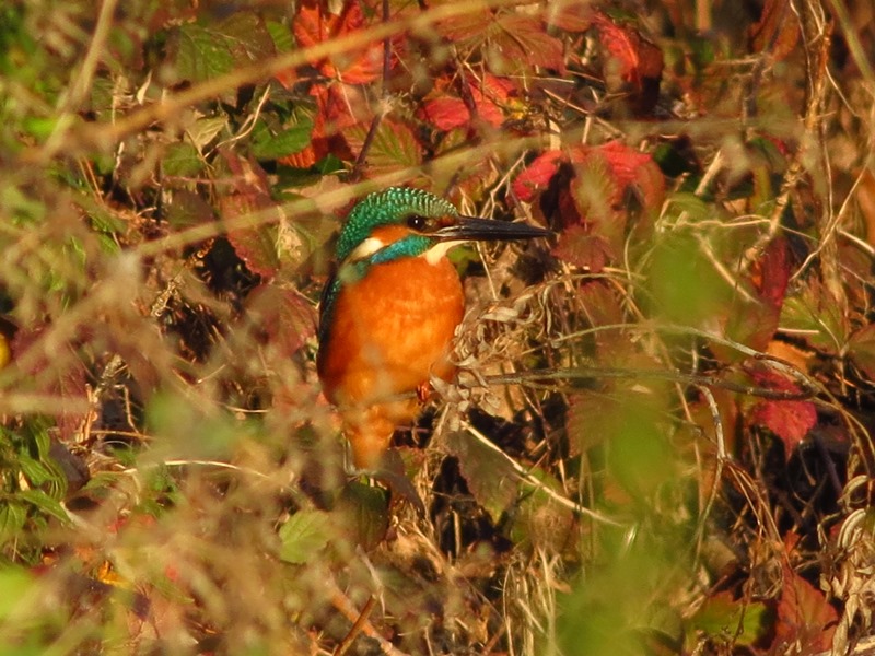 Il mio primo Martin Pescatore