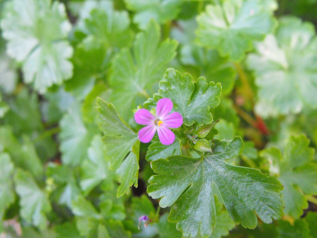 Geranium lucidum / Geranio lucido