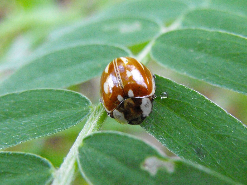 Da determinare: Myzia oblongoguttata (Coccinellidae)