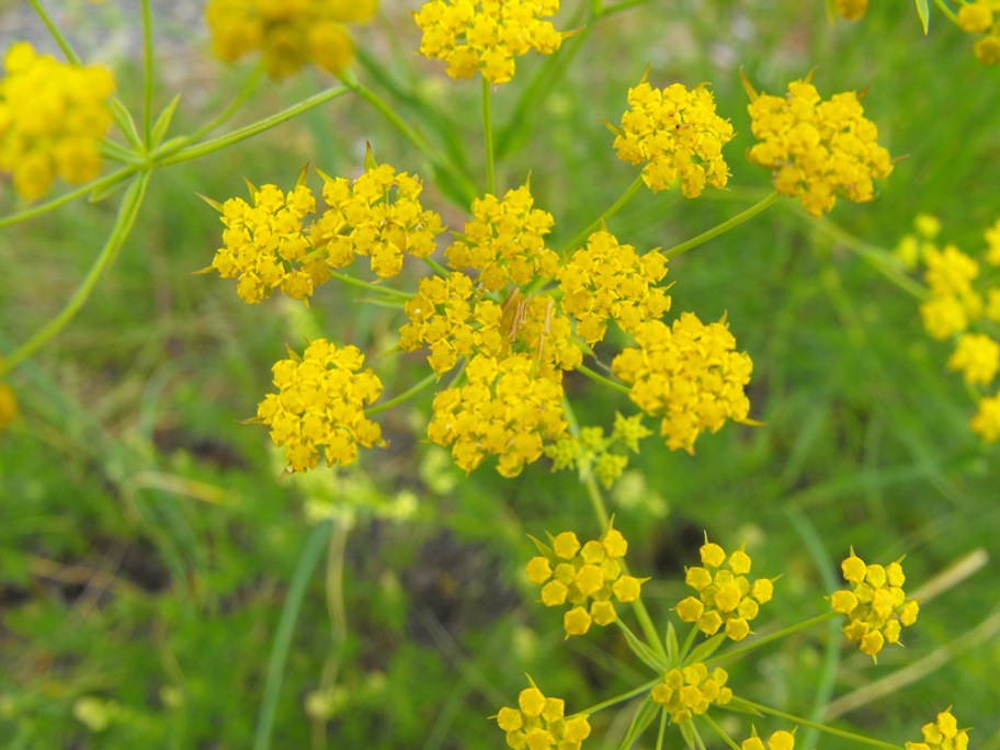 Bupleurum cfr. ranunculoides