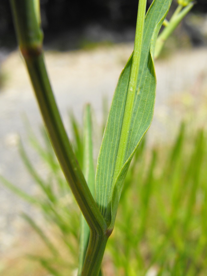 Bupleurum cfr. ranunculoides