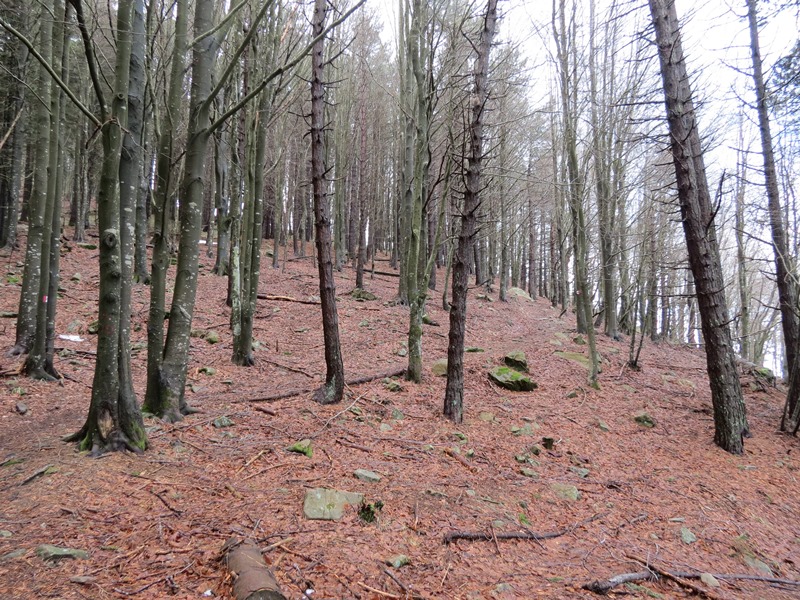 Anello della Faggeta del Monte Zatta (Appennino Ligure)