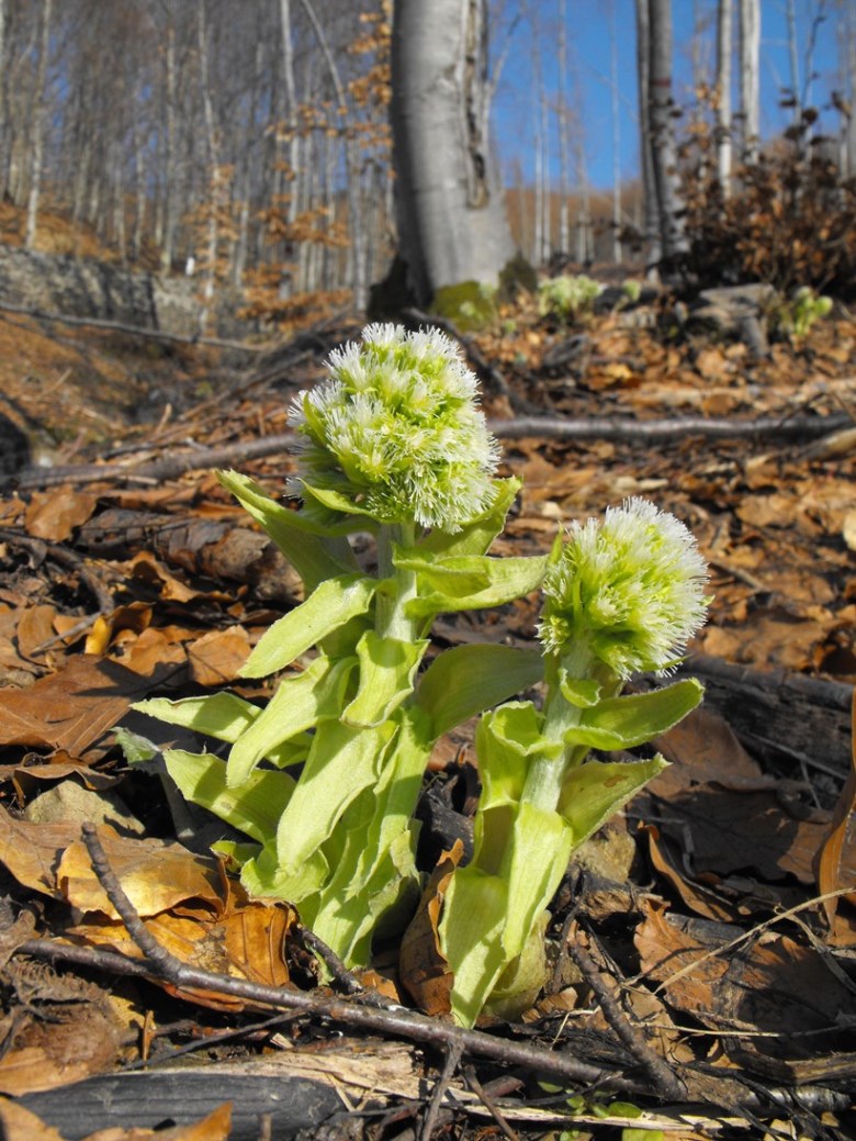 Le ultime arrivate tra le piante gi� fiorite