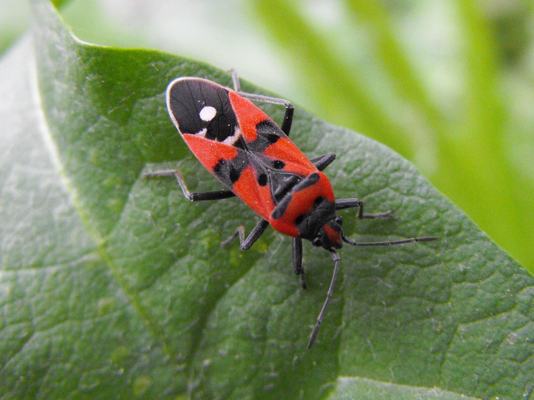 Melanocoryphus albomaculatus? No, Lygaeus equestris