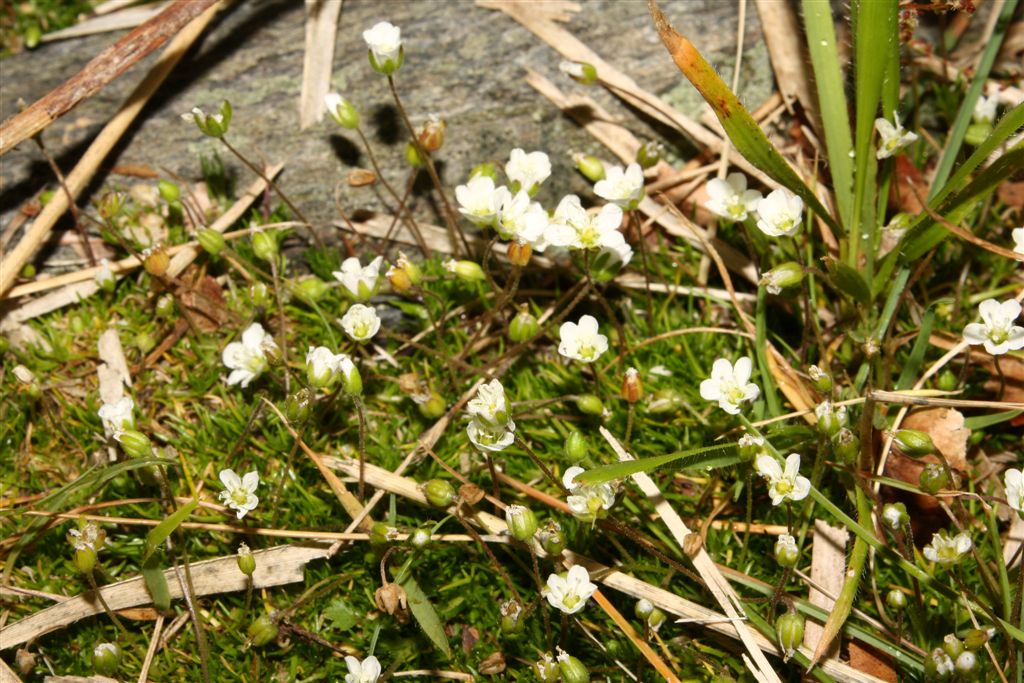 Da determinare - Sagina sp.