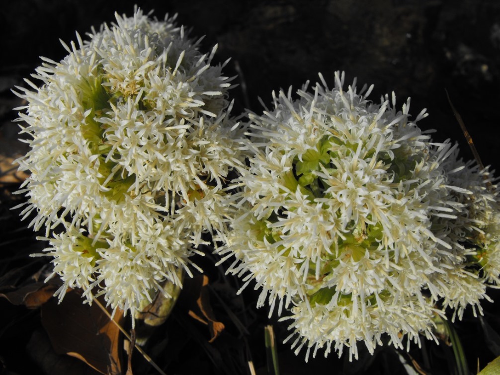 Le ultime arrivate tra le piante gi� fiorite