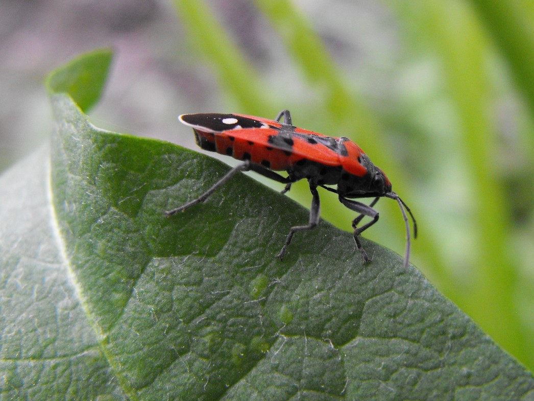 Melanocoryphus albomaculatus? No, Lygaeus equestris