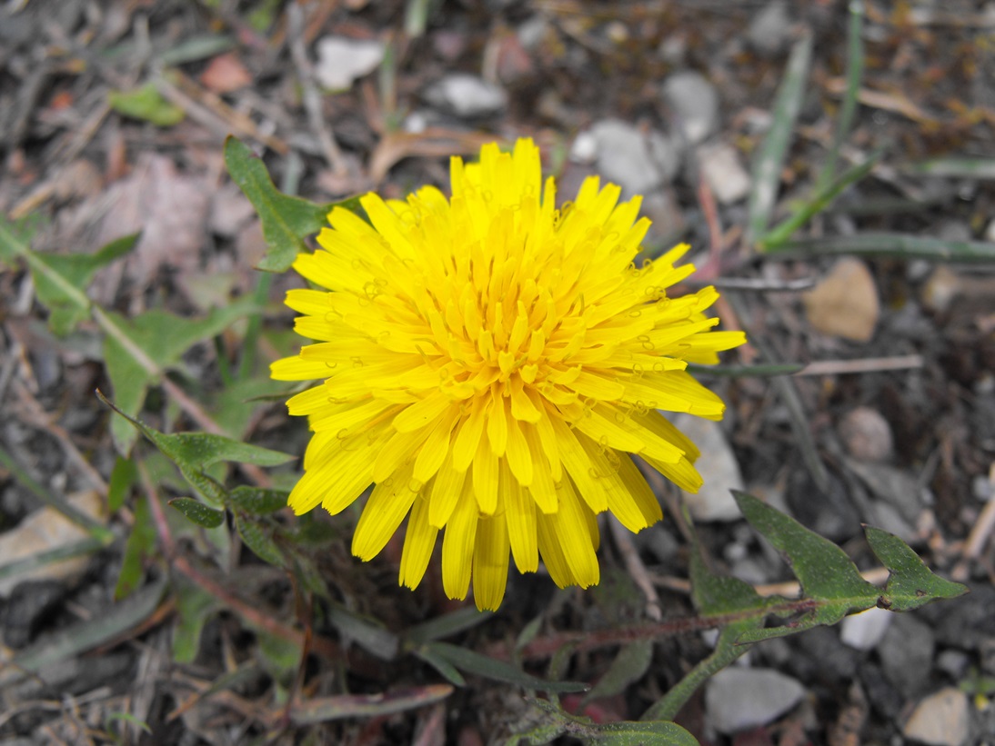 Asteracea da determinare - Taraxacum sp.