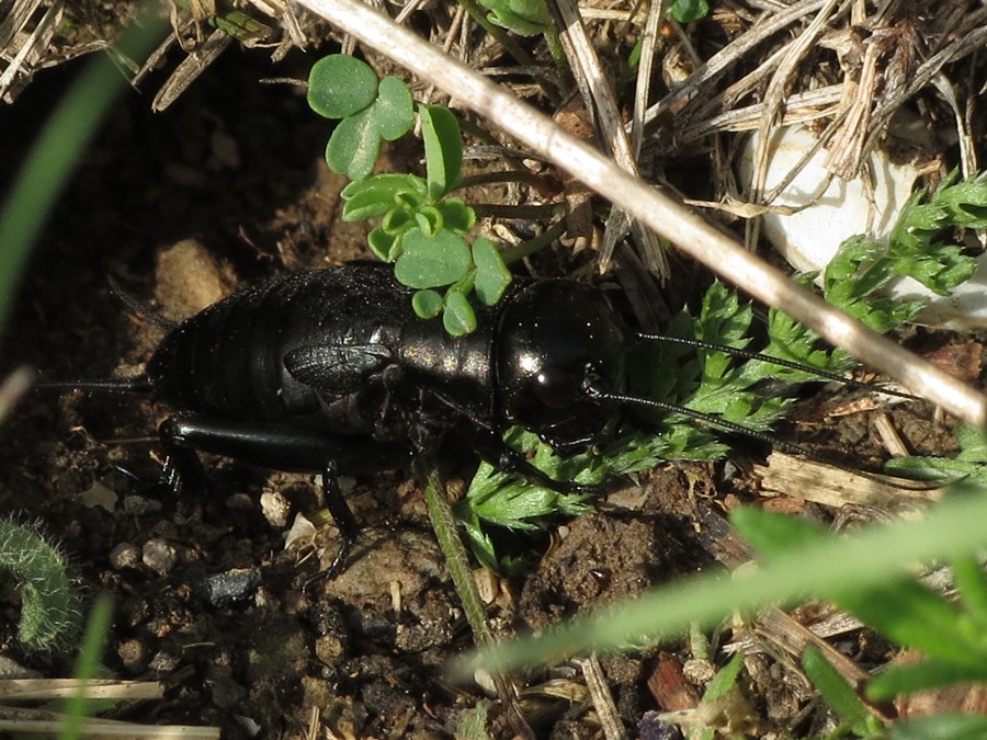 Gryllidae