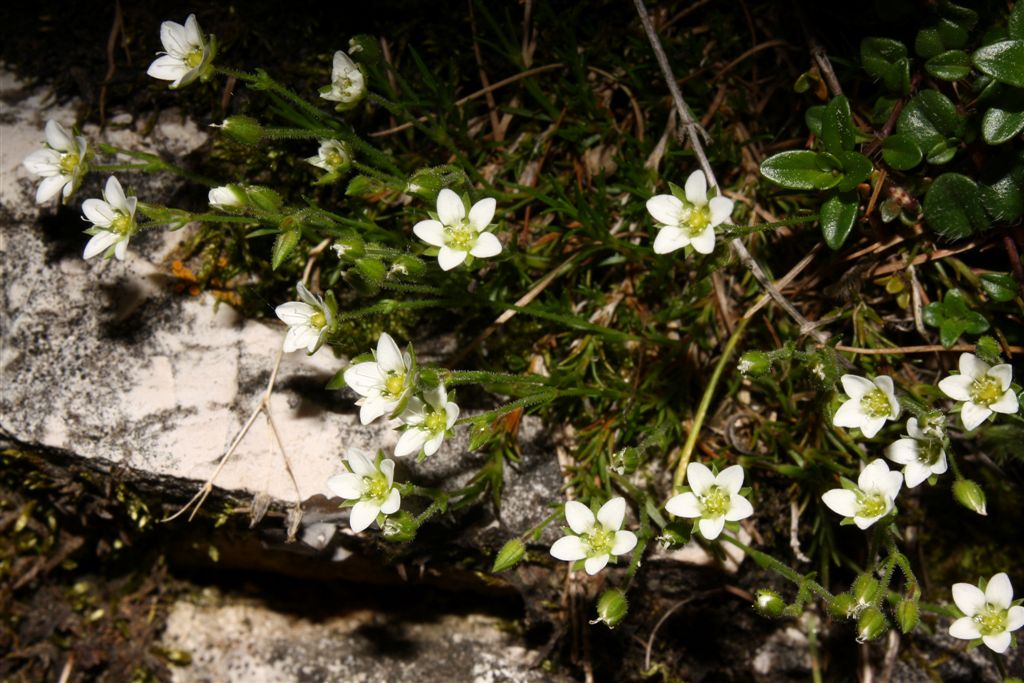 Da determinare - Minuartia  cfr. verna