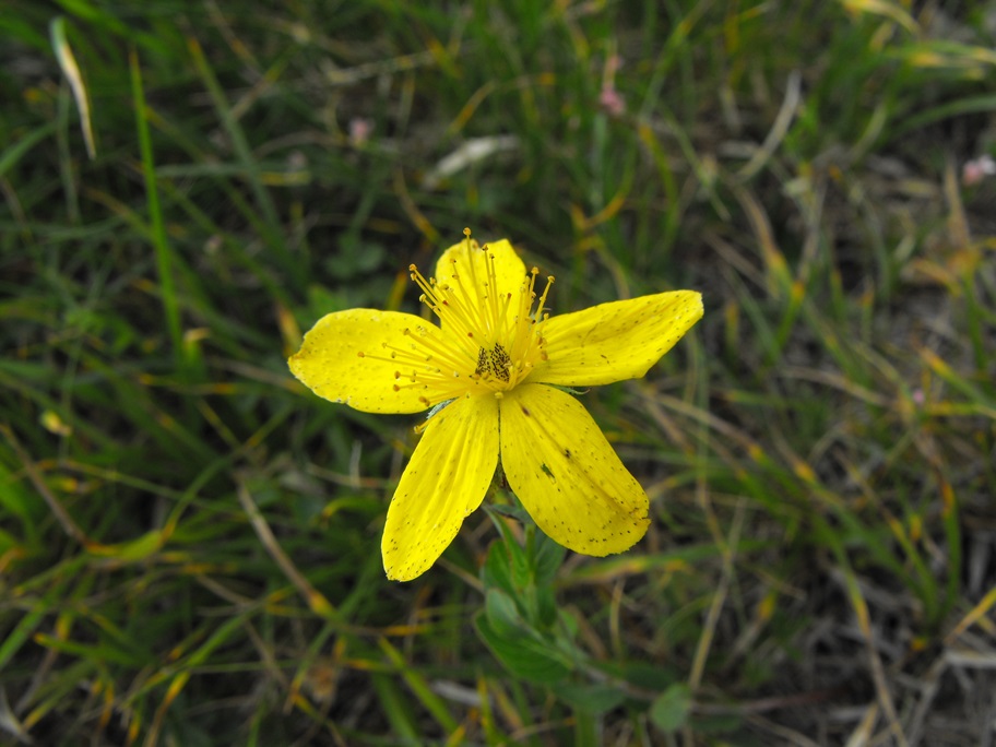 Hypericum richeri / Erba di S. Giovanni di Belleval