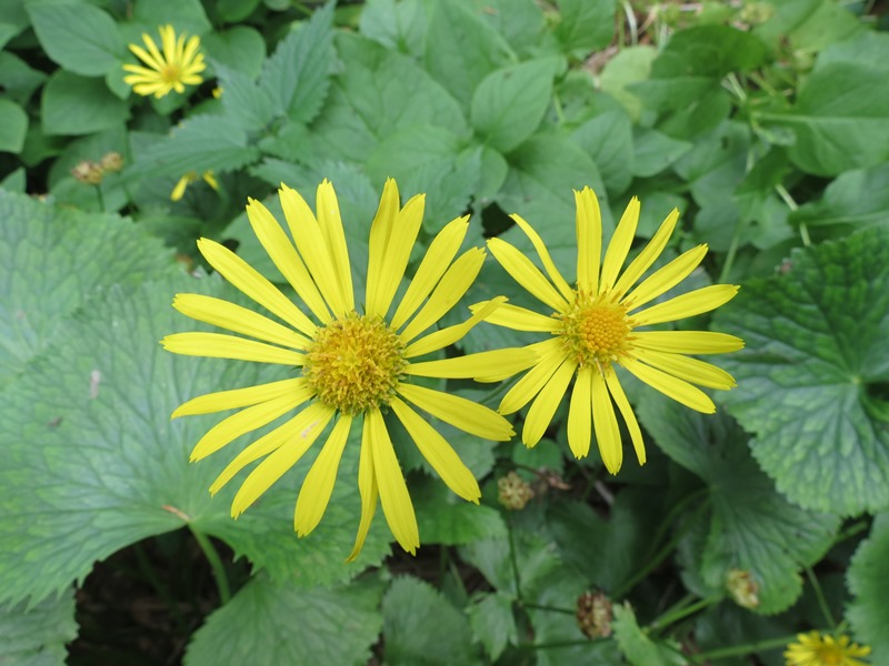 Doronicum pardalianches / Doronico medicinale