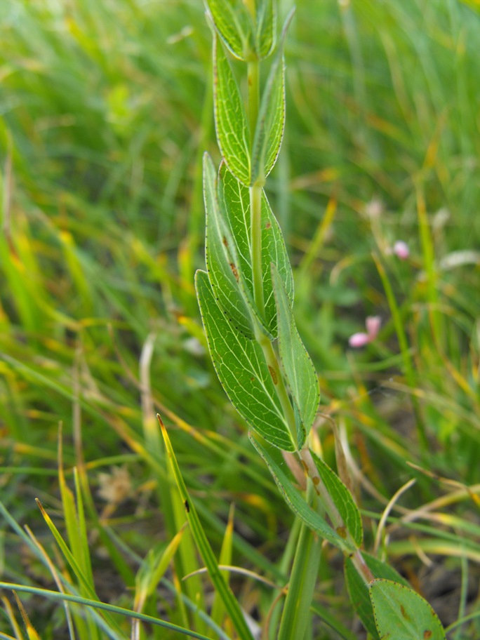 Hypericum richeri / Erba di S. Giovanni di Belleval