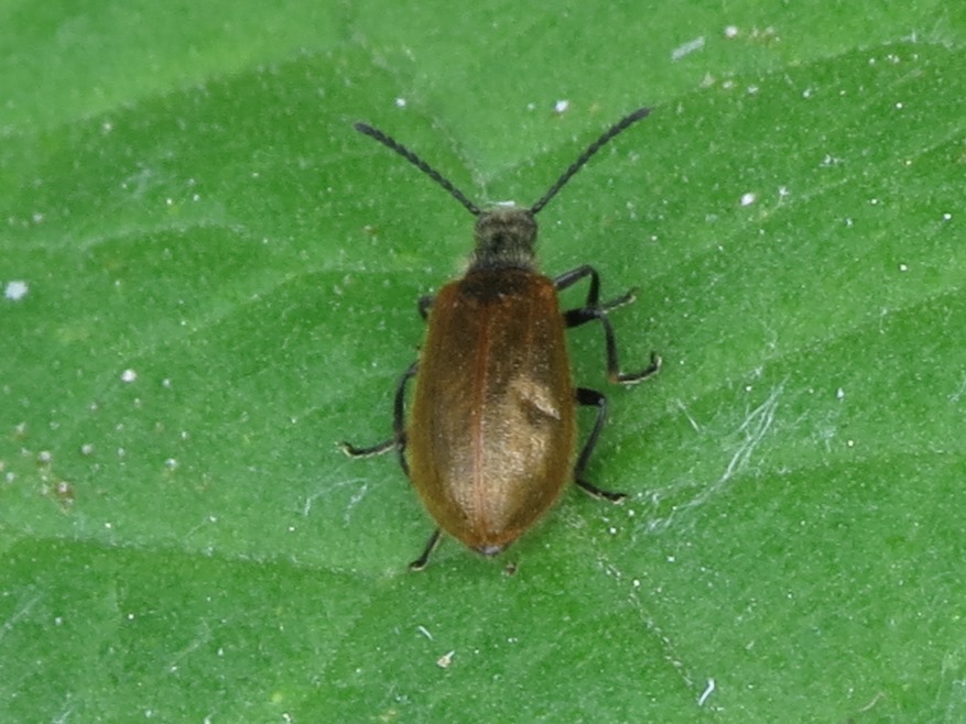 Da determinare: Lagria sp.