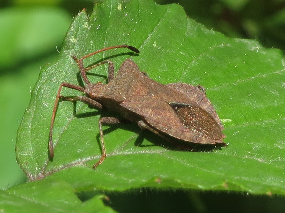Coreidae: Coreus marginatus della Liguria (GE)