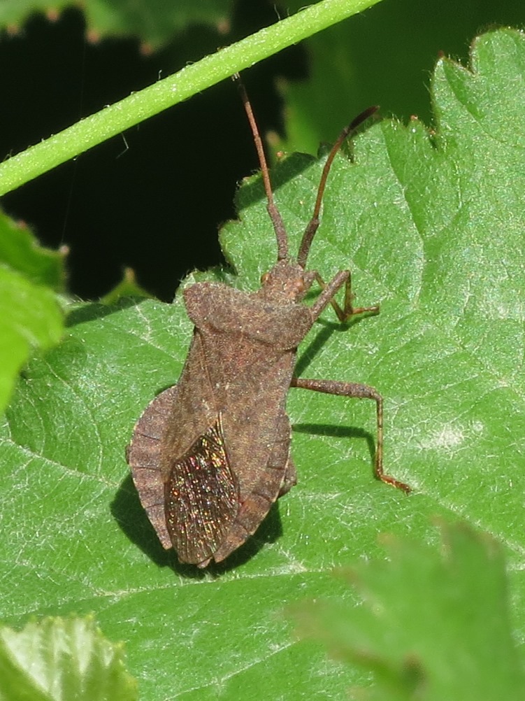 Coreidae: Coreus marginatus della Liguria (GE)