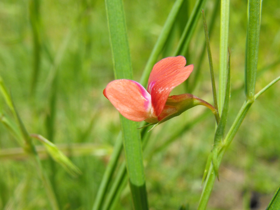 Leguminosa - Lathyrus cfr. spaericus