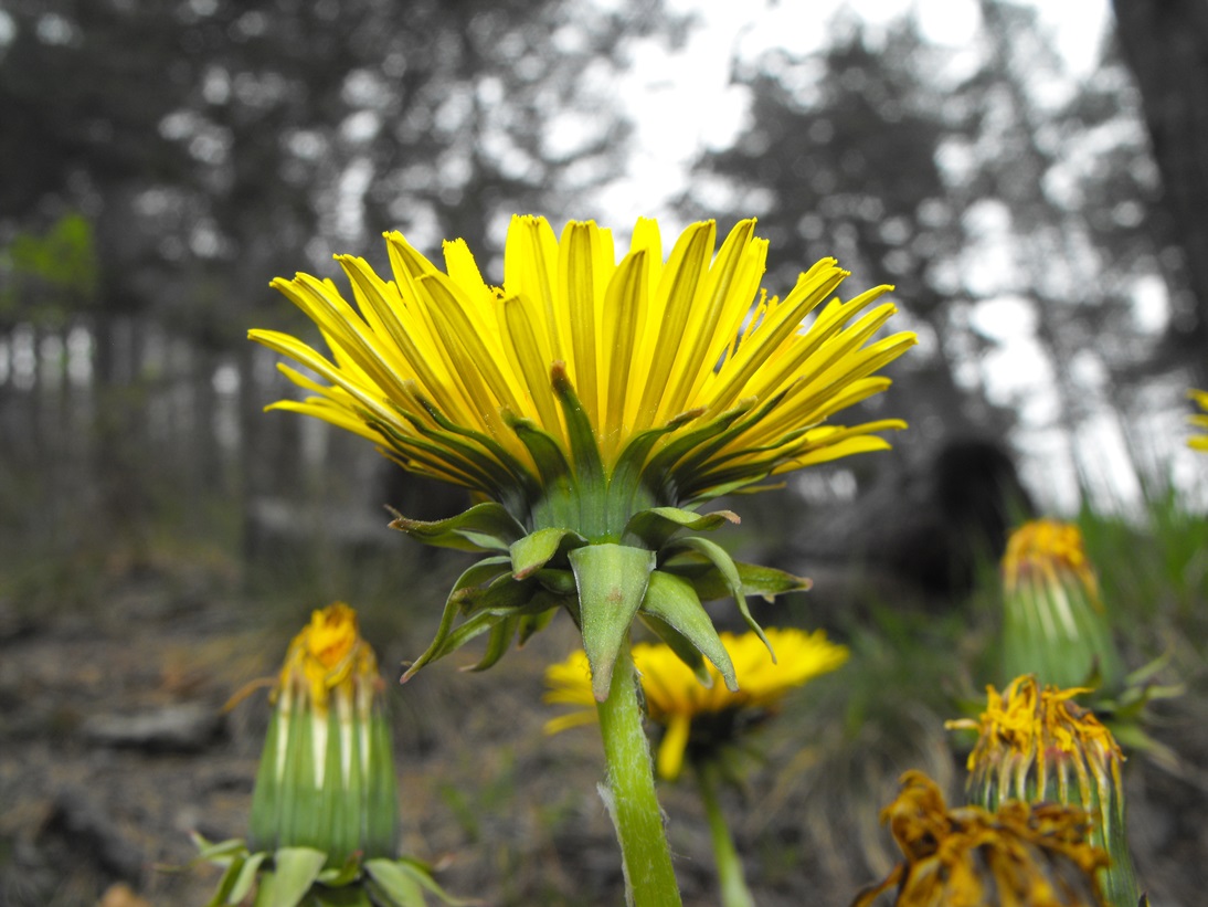 Asteracea  - Taraxacum sp.