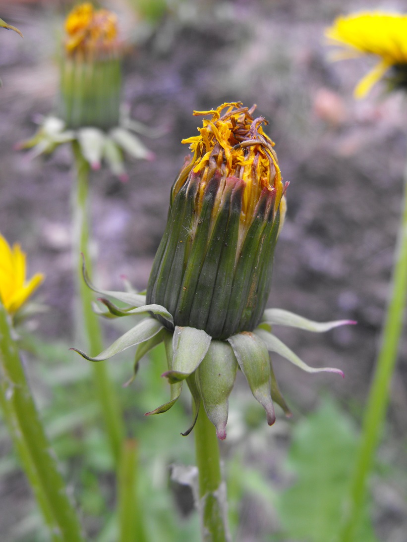 Asteracea  - Taraxacum sp.