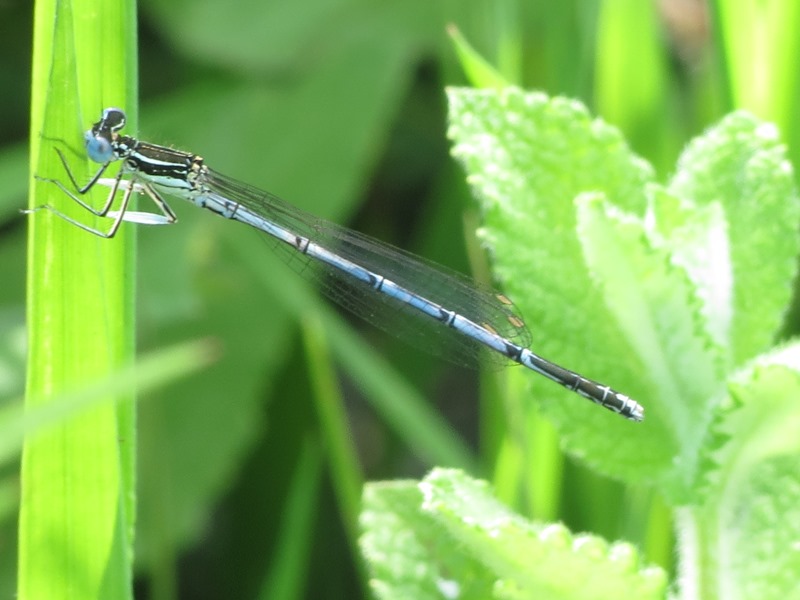 Da determinare: Platycnemis pennipes