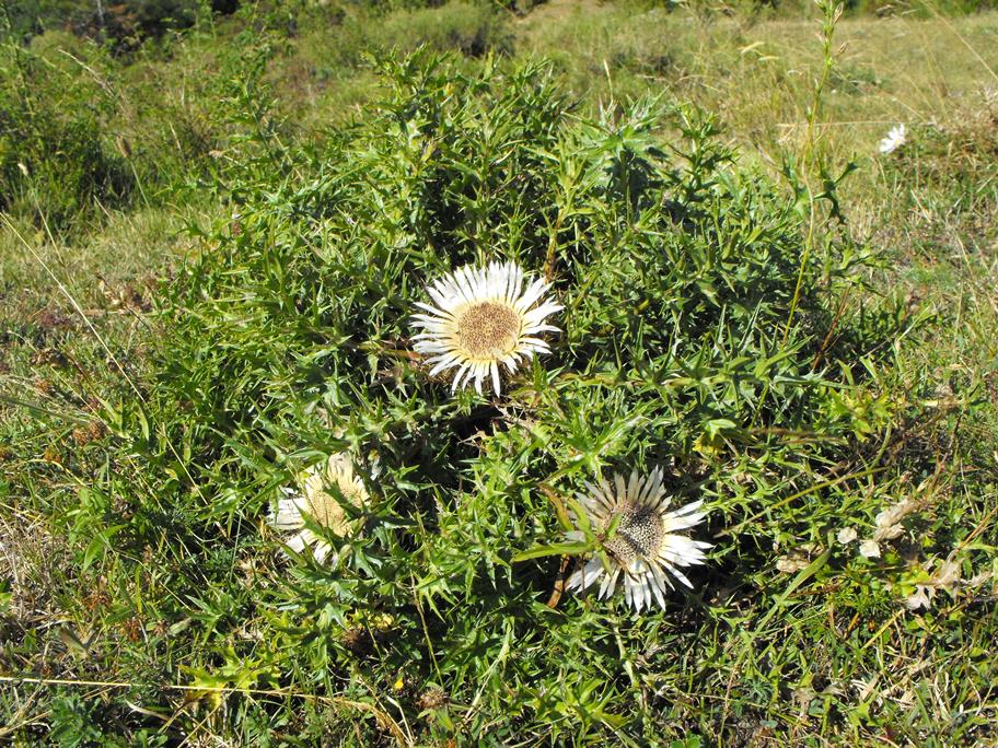 Carlina acaulis