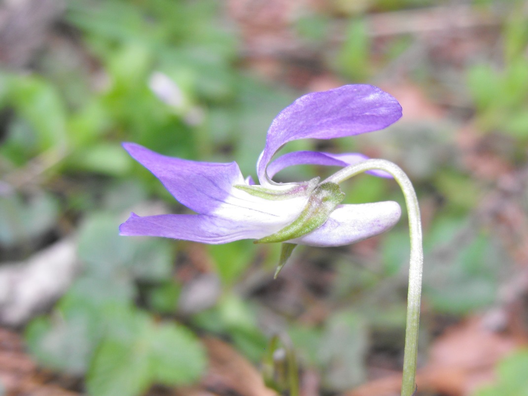 Viola da determinare