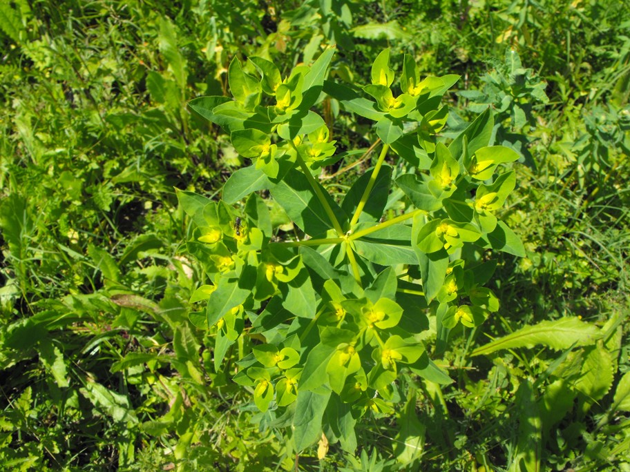 Euphorbia da determinare