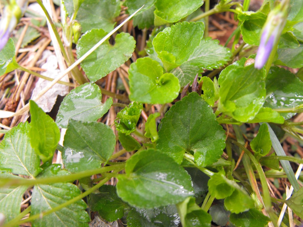 Viola da determinare