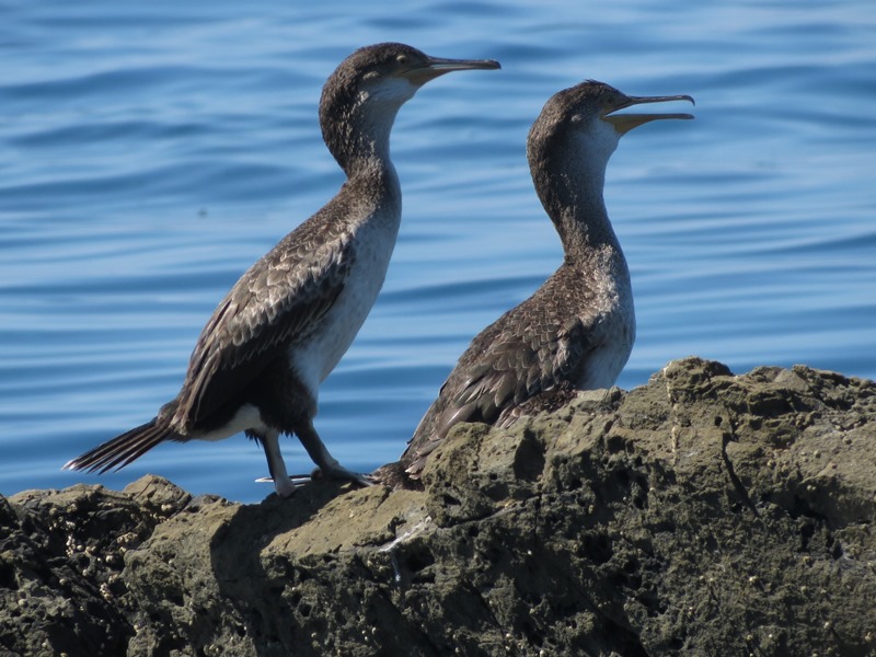 Cormorani giovani