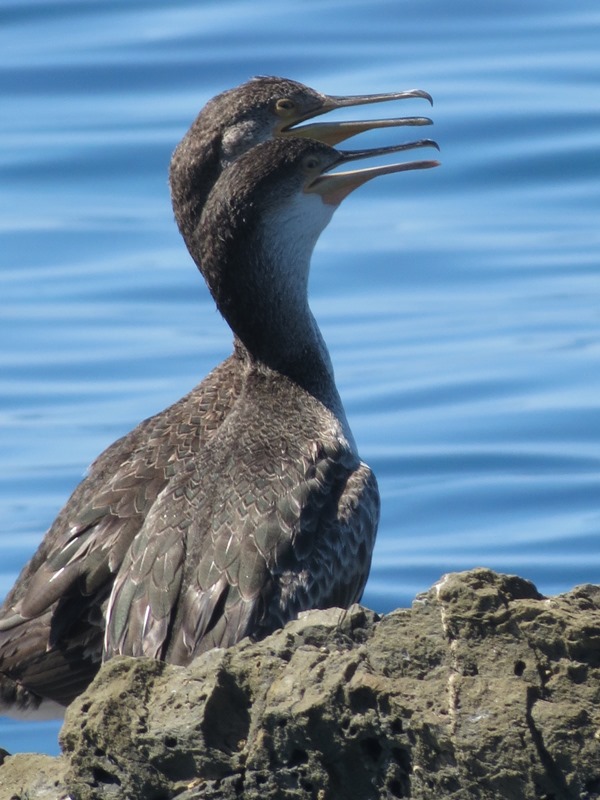 Cormorani giovani