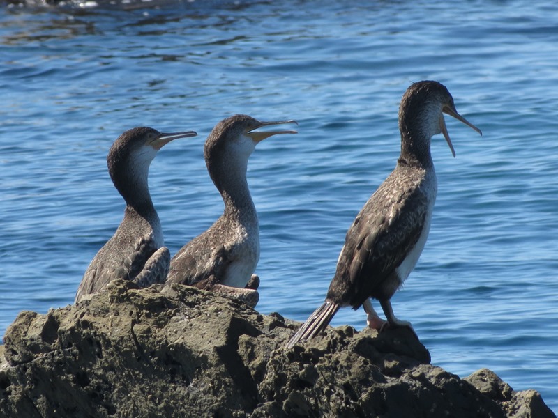 Cormorani giovani