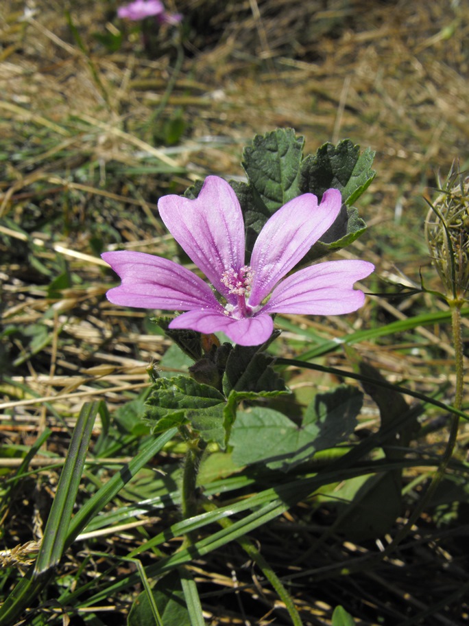 Malva sylvestris / Malva selvatica